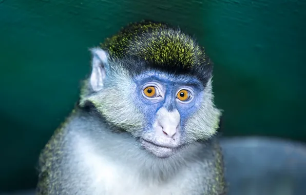 Картинка взгляд, фон, обезьяна
