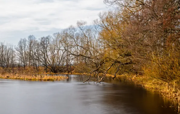 Картинка деревья, озеро, Осень, trees, nature, autumn, lake, fall