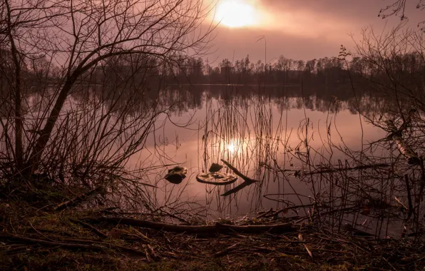 Картинка солнце, закат, ветки, берег, водоем