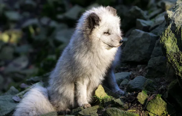 Природа, фон, Arctic Fox