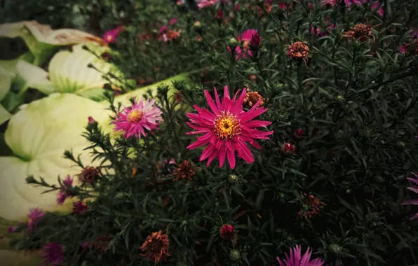 Flower, plant, aster