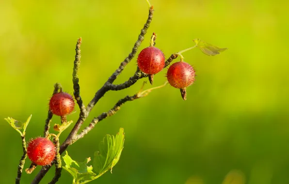 Fruit, twig, gooseberry