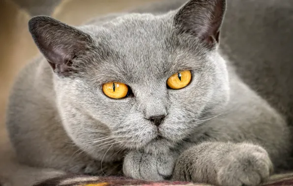 Картинка кошка, глаза, кот, взгляд, морда, крупный план, серый, фон