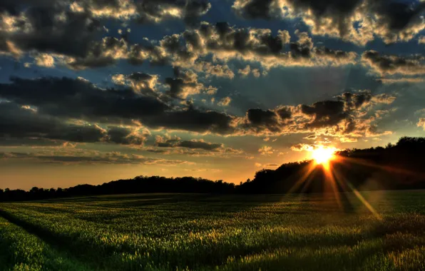 Картинка поле, трава, солнце, облака, деревья, закат, природа, ветер