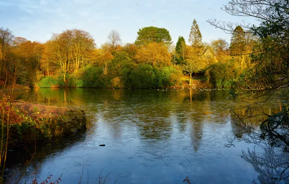 Sky, trees, water, pond, ducks, lancashire, blackburn