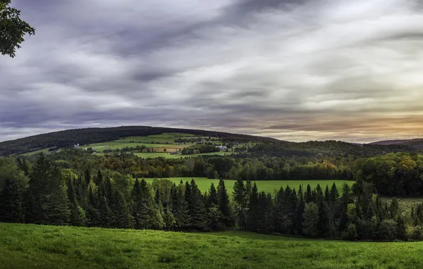 Деревья, поля, Канада, леса, луга, Quebec