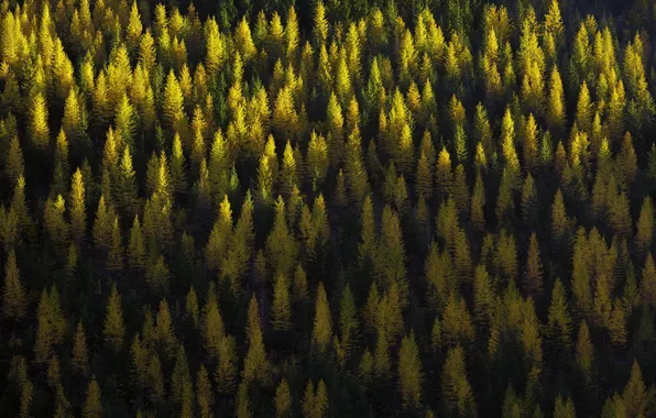 Осень, лес, деревья, природа