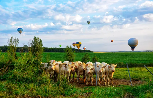 Зелень, поле, лес, лето, небо, трава, облака, воздушные шары
