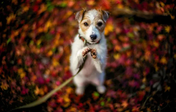 Осень, друг, собака