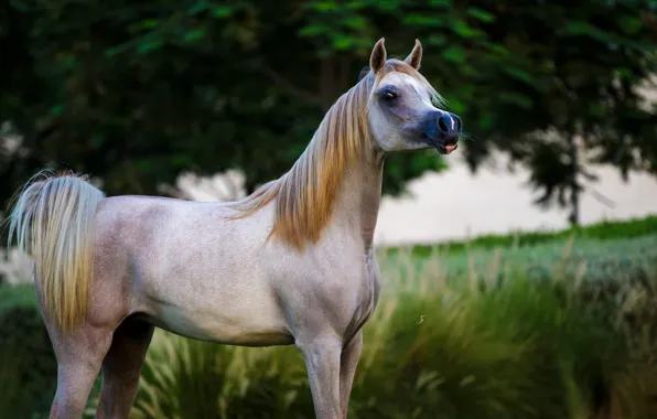 Картинка конь, лошадь, грация, позирует, арабский