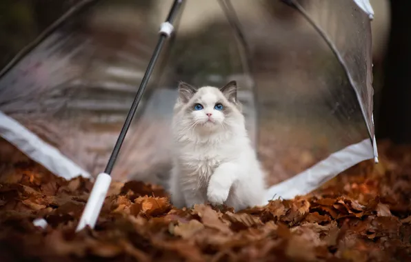 Осень, кошка, листья, поза, котенок, листва, зонт, пушистый