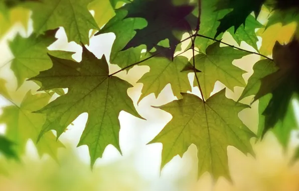 Картинка осень, листва, цвет