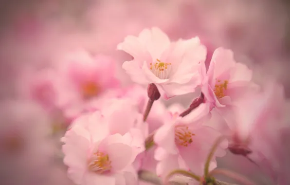 Картинка макро, цветы, нежность, весна, сакура, розовые, цветение