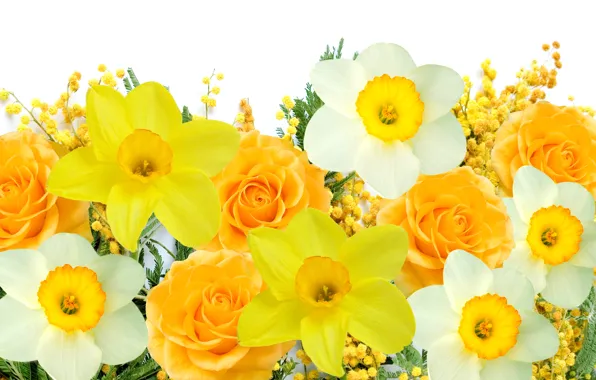 Картинка белый, цветы, желтый, весна, white, yellow, flowers, нарциссы