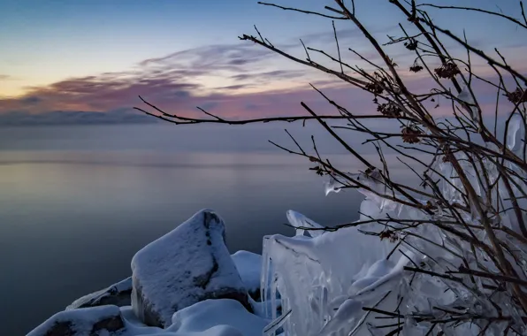 Холод, лед, зима, ветки, льдинки, мороз