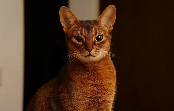 Картинка кошка, глаза, кот, усы, фон, abyssinian