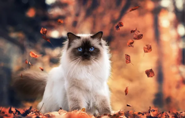 Осень, листья, природа, Бирманская кошка