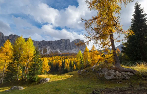 Осень, лес, деревья, горы, лиственницы