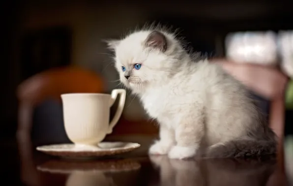 Кошка, котенок, стол, пушистый, кухня, мелкий, кружка, чашка