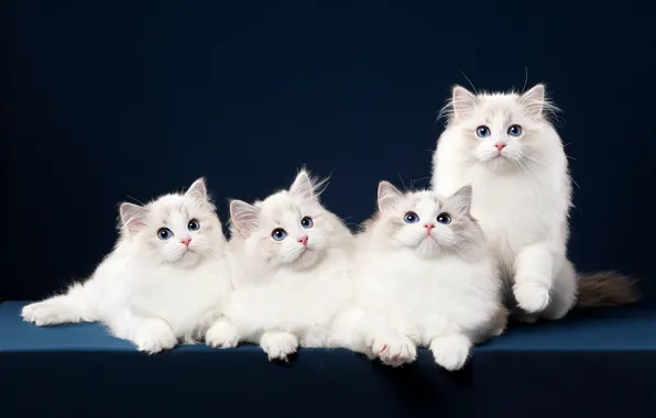Кошка, взгляд, синий, поза, фон, мордочка, котята, белые