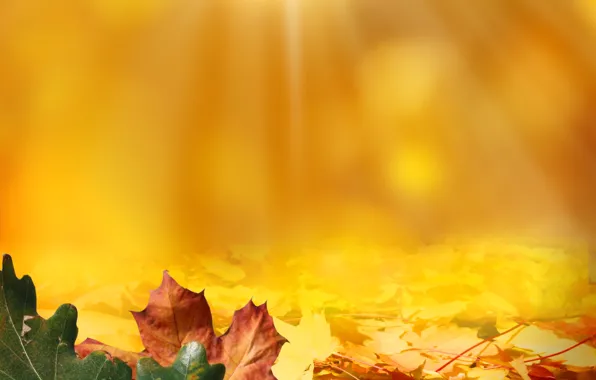 Осень, листья, свет, желуди