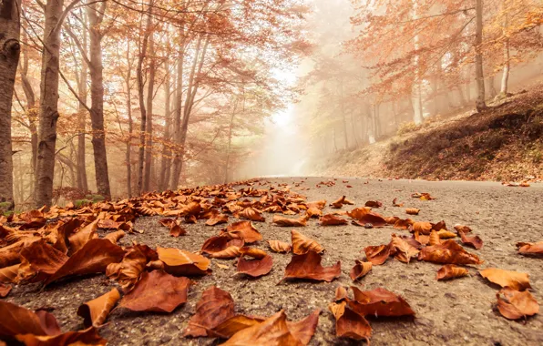 Осень, макро, деревья, пейзаж, природа, сцена, forest, Misty