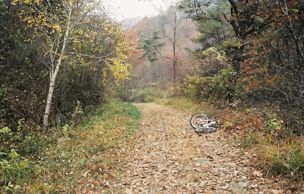 Картинка осень, лес, деревья, велосипед, туман, дорожка