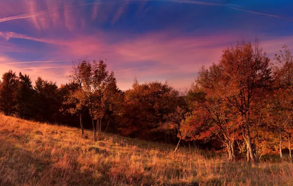Картинка поле, осень, небо, деревья, Природа, sky, trees, nature