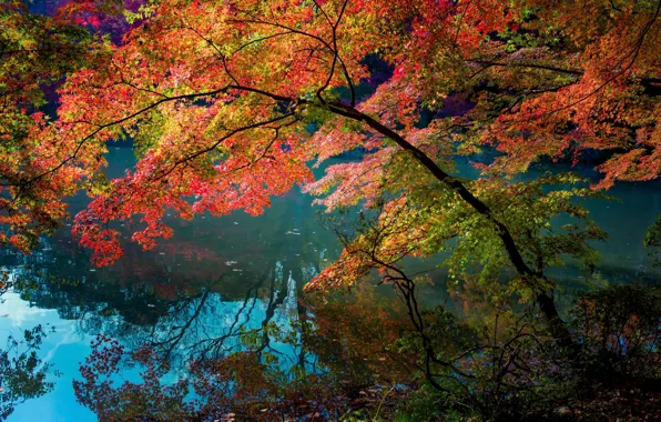 Картинка листья, цвета, деревья, отражение, река