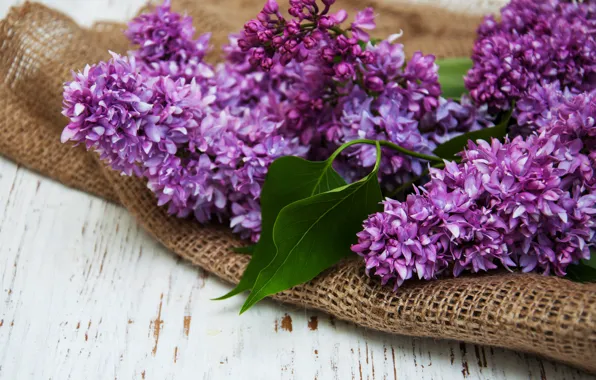 Цветы, ветка, сирень, сиреневые, Olena Rudo