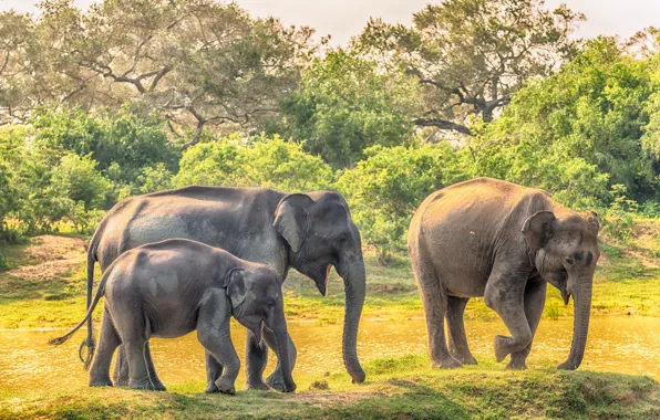 Семья, детёныш, слоны, Шри-Ланка, Yala National Park
