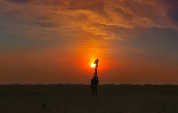 Картинка закат, Солнце, жираф, саванна, sunset, sun, savannah, Phillip Chang