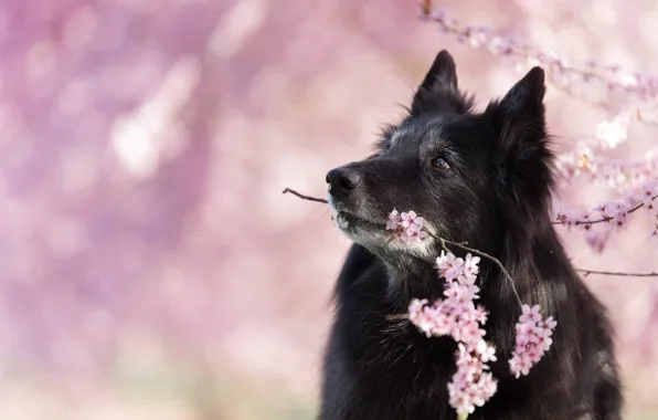 Картинка природа, вишня, животное, собака, ветка, весна, профиль, цветение