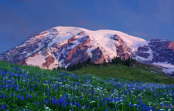 Картинка снег, цветы, горы, поляна, вершина