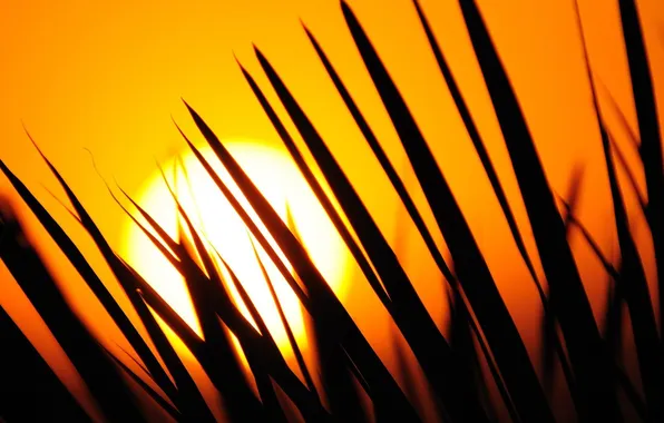 Картинка трава, солнце, закат