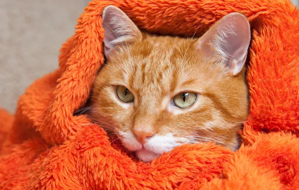 Кошка, кот, взгляд, оранжевый, портрет, рыжий, мех, мордашка
