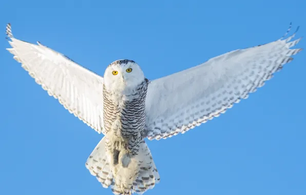 Крылья, полярная сова, Snowy Owl