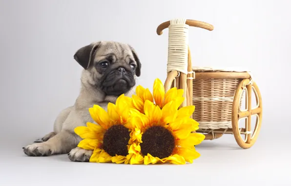 Картинка цветы, фон, собака