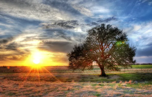 Картинка поле, дерево, HDR, Солнце