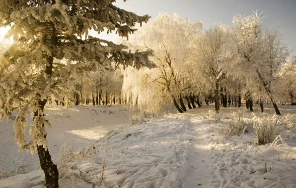 Картинка холод, иней, снег, деревья, пейзаж, Зима, сугробы, sunshine