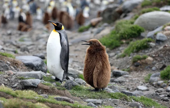 Картинка камни, Природа, малыш, Пингвины, Nature, Penguins, птенец, Антарктида