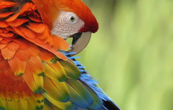 Птица, перья, попугай, разноцветные, bird, parrot