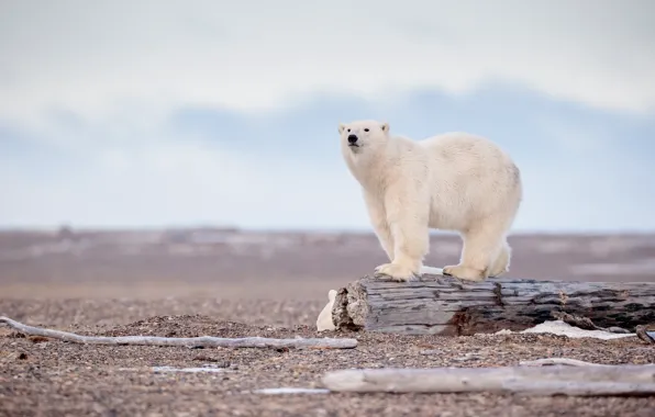 Картинка небо, облака, берег, медведь, мишка, бревно, белый медведь