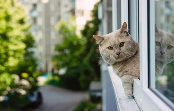 Взгляд, Юрий Вертиков, отражение, окно, котейка, мордочка, Британская короткошёрстная кошка, кот