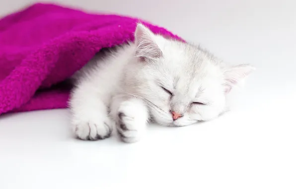 Кошка, белый, поза, котенок, сон, спит, белый фон, лежит