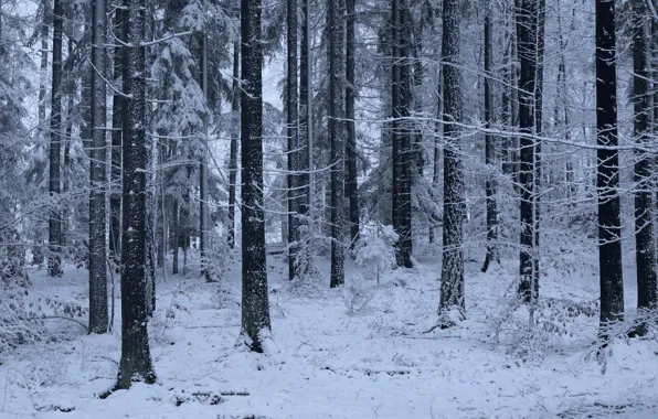 Картинка зима, лес, снег, деревья, природа, Niklas Hamisch