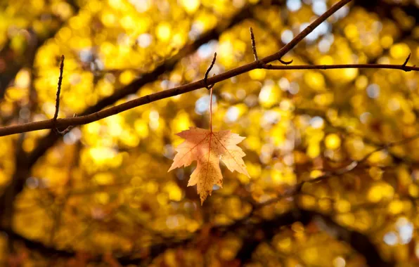 Осень, листья, макро, ветки, желтый, фон, дерево, widescreen