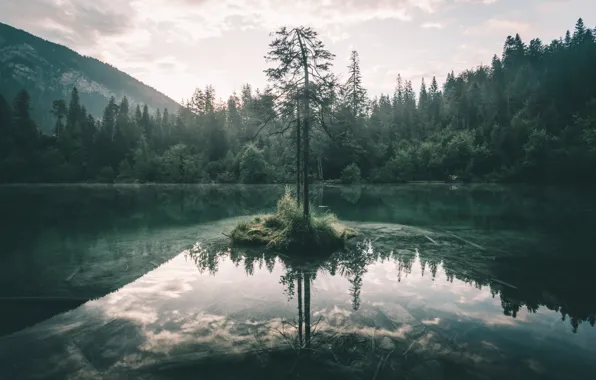 Картинка лес, небо, природа, озеро, дерево