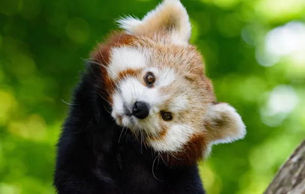 Взгляд, мордочка, red panda, Малая панда