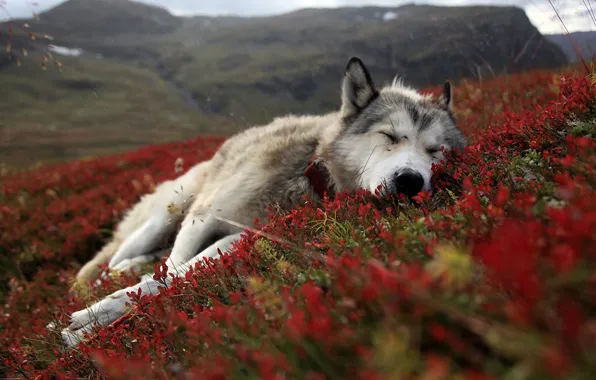 Трава, животное, усталость, сон, собака, grass, тундра, dog